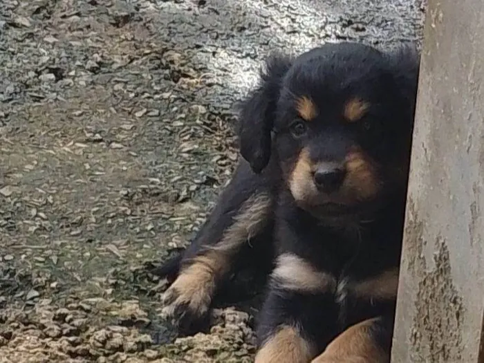 Cachorro ra a Vira lata  idade 2 a 6 meses nome Não sei 