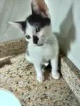 Gato raça SRD-ViraLata idade 2 a 6 meses nome Kitty Linda bebê 2 meses 