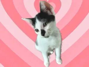 Gato raça SRD-ViraLata idade 2 a 6 meses nome Kitty Linda bebê 2 meses 