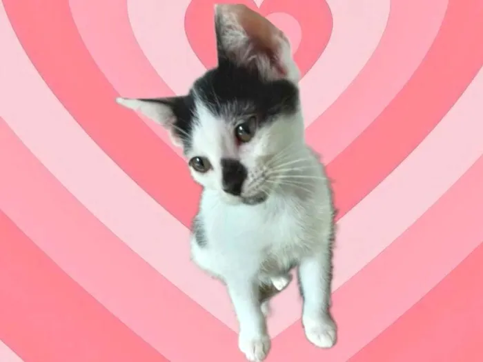 Gato raça SRD-ViraLata idade 2 a 6 meses nome Kitty Linda bebê 2 meses 