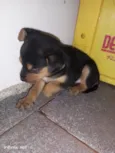 Bebês