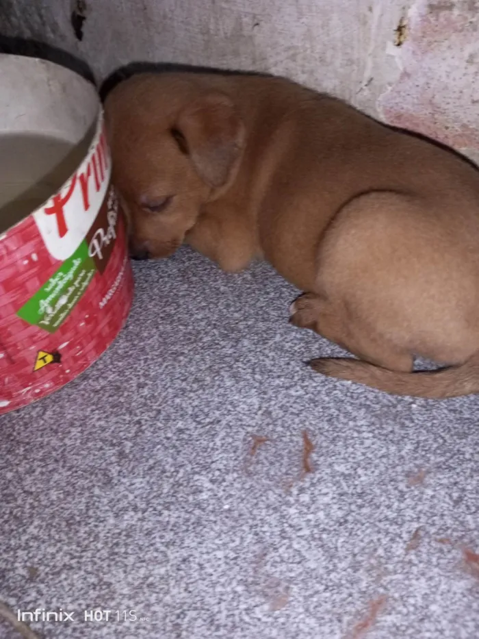 Cachorro ra a SRD-ViraLata idade Abaixo de 2 meses nome Bebês 