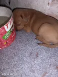 Bebês