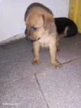 Bebês