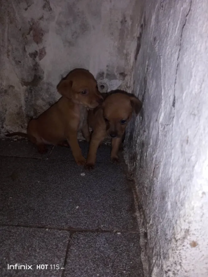 Cachorro ra a SRD-ViraLata idade Abaixo de 2 meses nome Bebês 