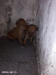 Bebês