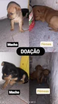 Bebês