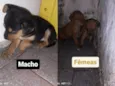 Bebês