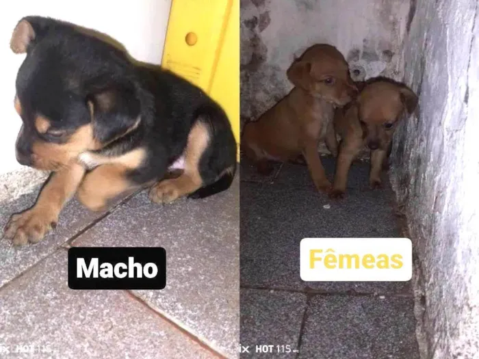 Cachorro ra a SRD-ViraLata idade Abaixo de 2 meses nome Bebês 