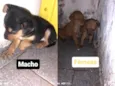 Bebês