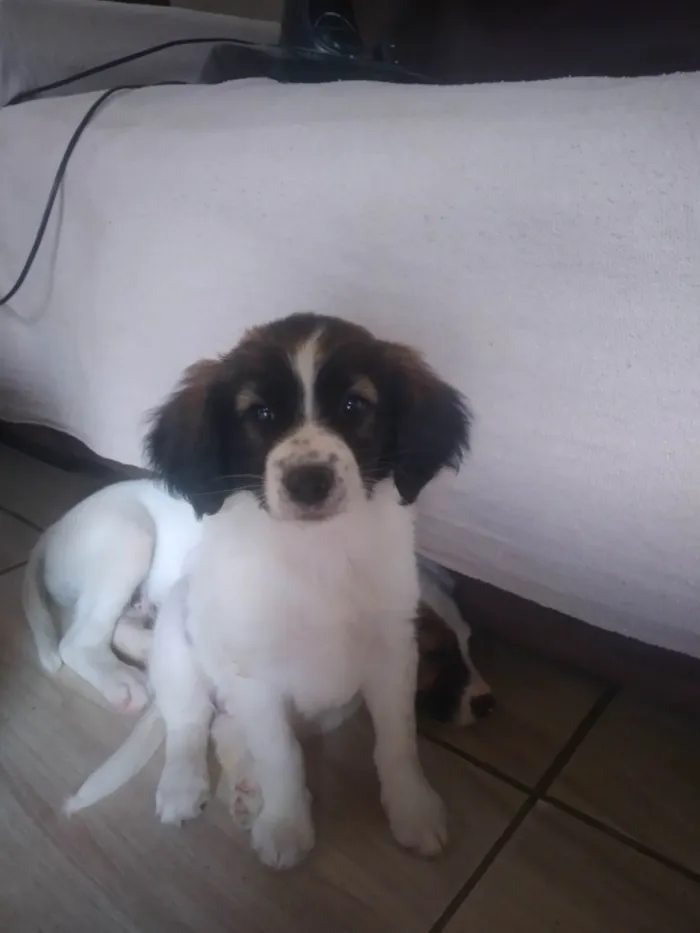 Cachorro ra a Vira-latas idade Abaixo de 2 meses nome Lupi 