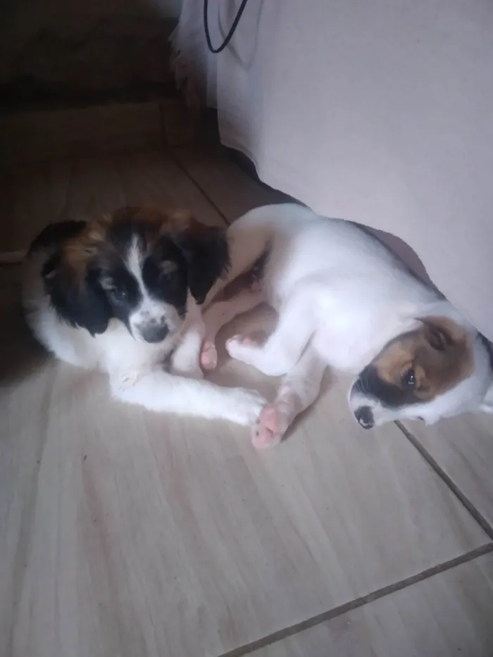 Cachorro ra a Vira-latas idade Abaixo de 2 meses nome Lupi 