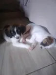 Lupi
