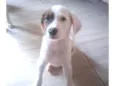 Lupi 