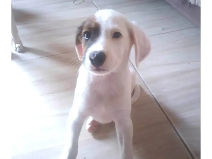 Cachorro ra a Vira-latas idade Abaixo de 2 meses nome Lupi 