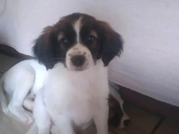 Cachorro ra a Vira-latas idade Abaixo de 2 meses nome Meg 