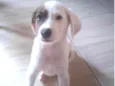 Lupi 