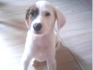 Cachorro raça Vira-latas idade Abaixo de 2 meses nome Lupi 