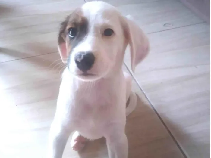 Cachorro ra a Vira-latas idade Abaixo de 2 meses nome Lupi 