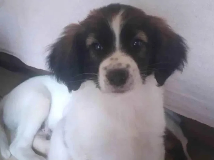 Cachorro ra a Vira-latas idade Abaixo de 2 meses nome Meg 