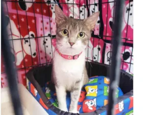 Gato raça SRD-ViraLata idade 2 anos nome Catharina