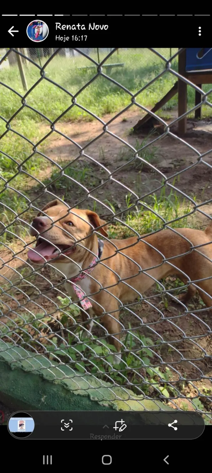 Cachorro ra a Pit-Bull idade 2 anos nome Dandara 