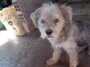 Cachorro raça  idade 1 ano nome Mulambo