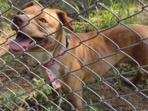 Cachorro raça Pit-Bull idade 2 anos nome Dandara 