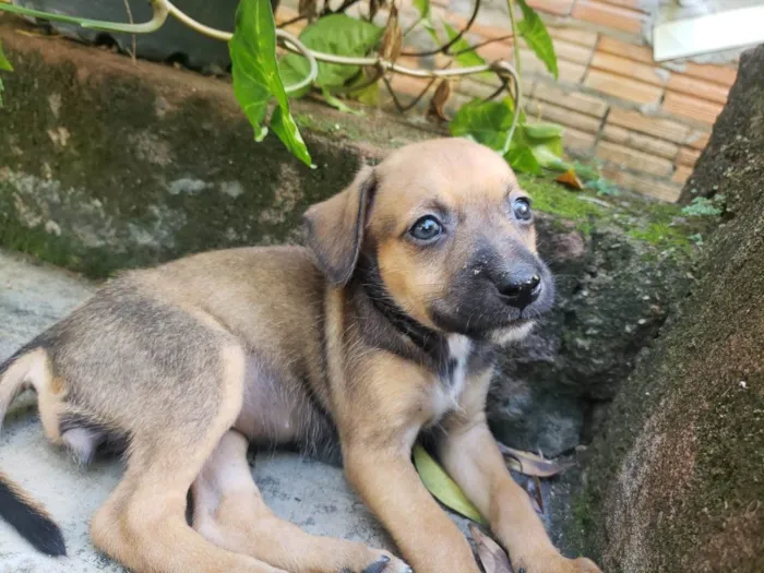 Cachorro ra a SRD-ViraLata idade 2 a 6 meses nome Sem nome