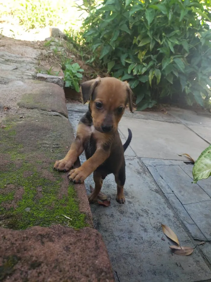 Cachorro ra a SRD-ViraLata idade 2 a 6 meses nome Sem nome