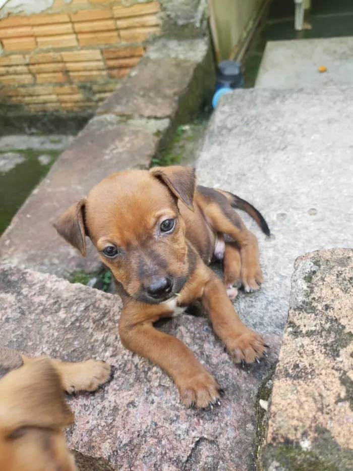 Cachorro ra a SRD-ViraLata idade 2 a 6 meses nome Sem nome