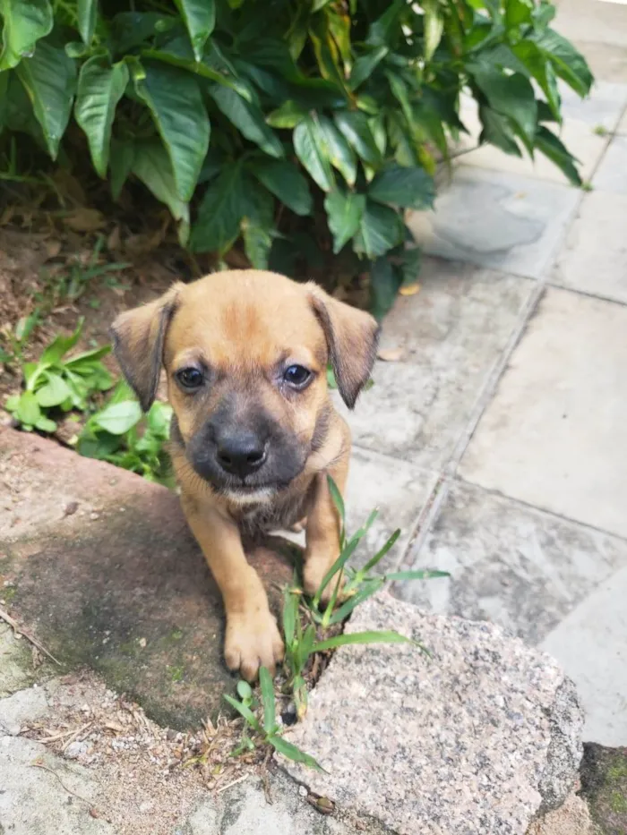 Cachorro ra a SRD-ViraLata idade 2 a 6 meses nome Sem nome