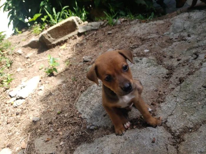 Cachorro ra a SRD-ViraLata idade 2 a 6 meses nome Sem nome