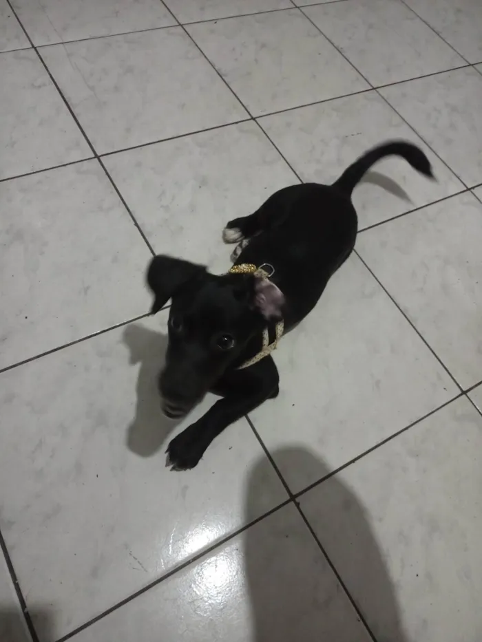 Cachorro ra a SRD-ViraLata idade 2 a 6 meses nome Jully