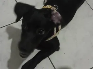 Cachorro raça SRD-ViraLata idade 2 a 6 meses nome Jully