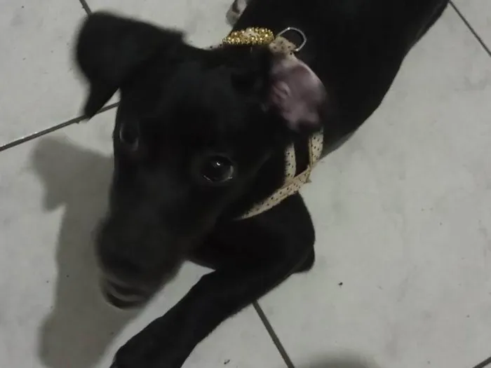 Cachorro ra a SRD-ViraLata idade 2 a 6 meses nome Jully