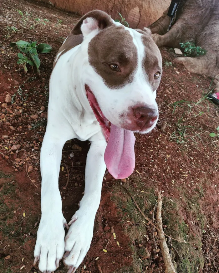 Cachorro ra a Pit Bull - Red Nose  idade 5 anos nome Safira 