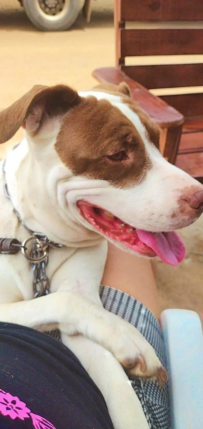 Cachorro ra a Pit Bull - Red Nose  idade 5 anos nome Safira 