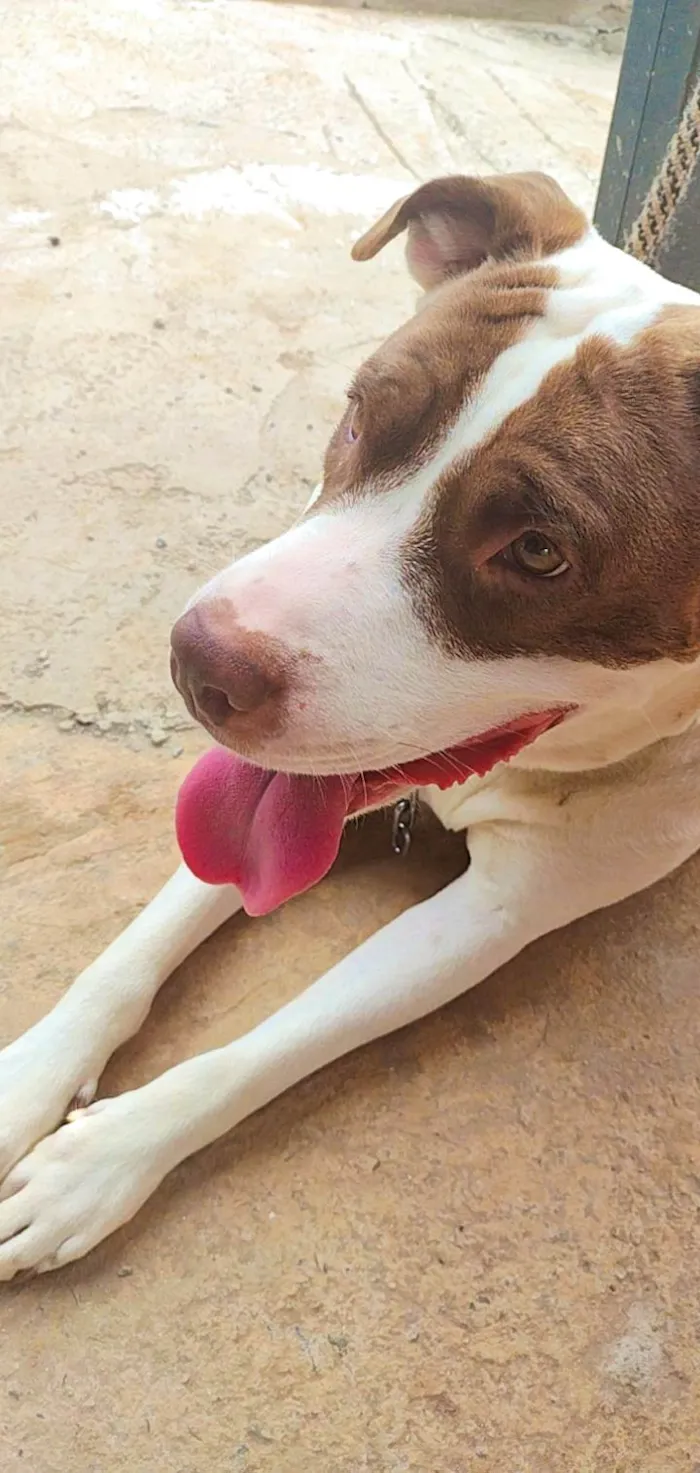 Cachorro ra a Pit Bull - Red Nose  idade 5 anos nome Safira 