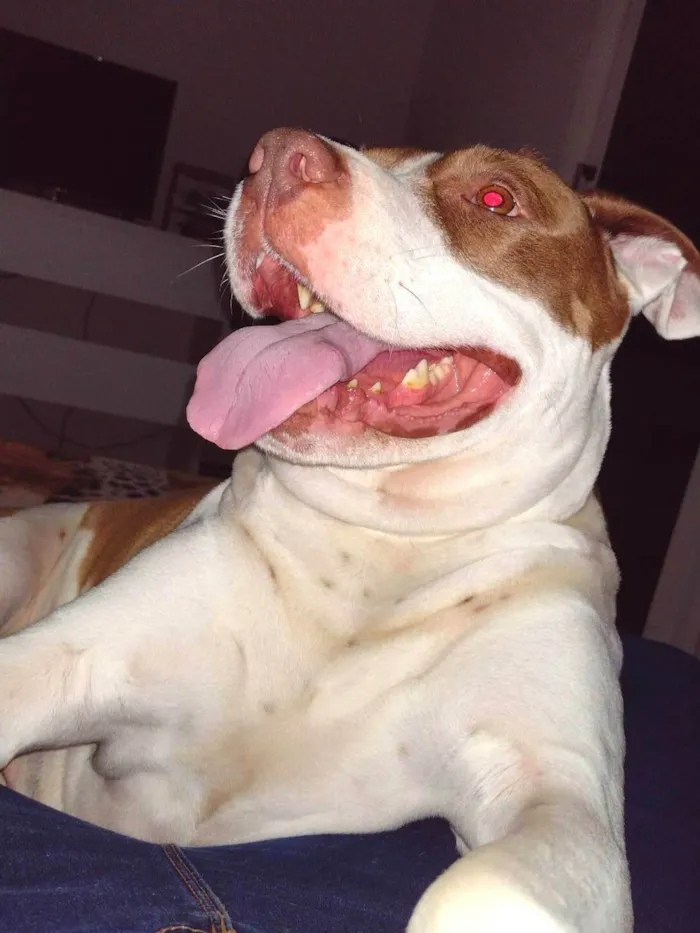 Cachorro ra a Pit Bull - Red Nose  idade 5 anos nome Safira 