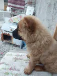 Dino
