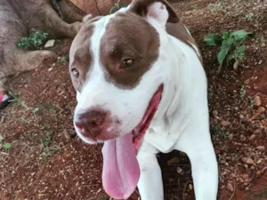 Cachorro raça Pit Bull - Red Nose  idade 5 anos nome Safira 