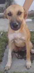 Sophia