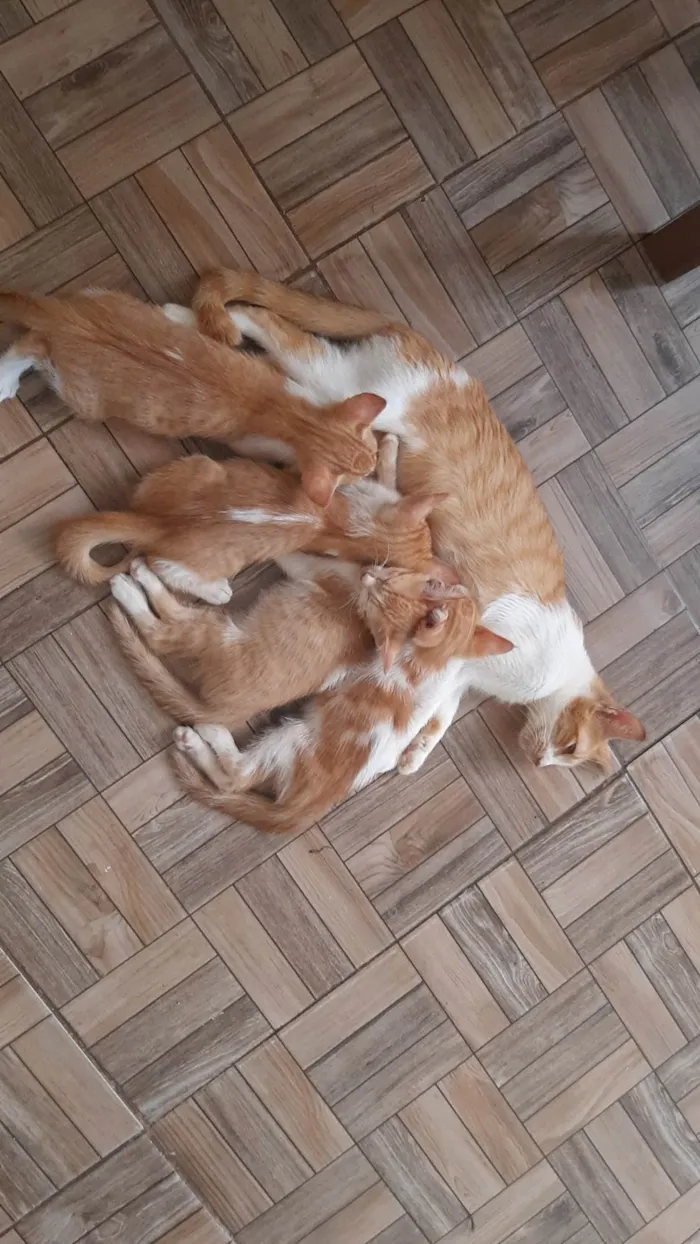 Gato ra a SRD-ViraLata idade 2 a 6 meses nome 2 gatos Machos