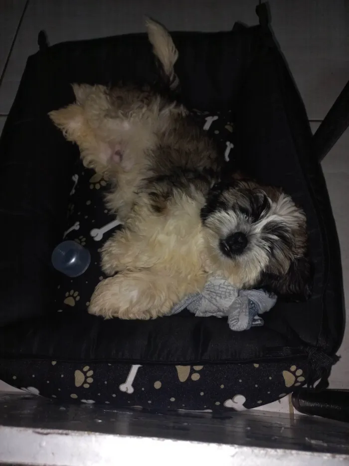 Cachorro ra a Shitzu idade Abaixo de 2 meses nome Zeca