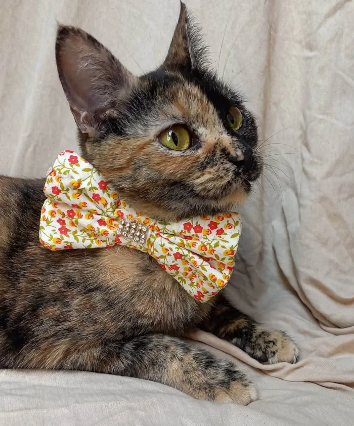Gato ra a SRD-ViraLata idade 1 ano nome  Brisa