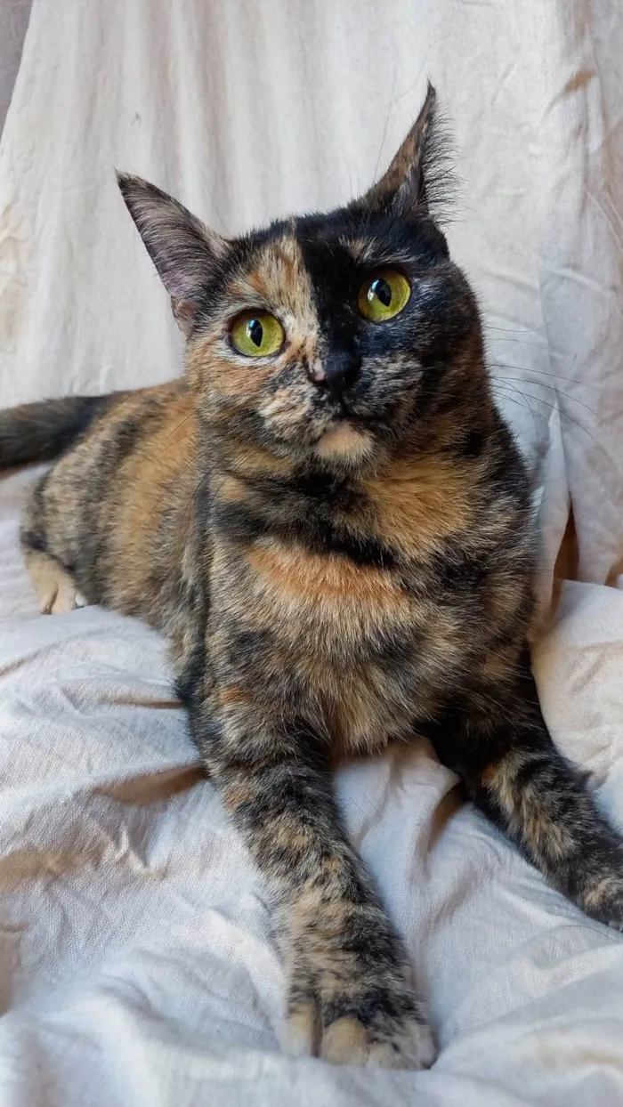 Gato ra a SRD-ViraLata idade 1 ano nome  Brisa