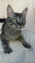 Xuxu