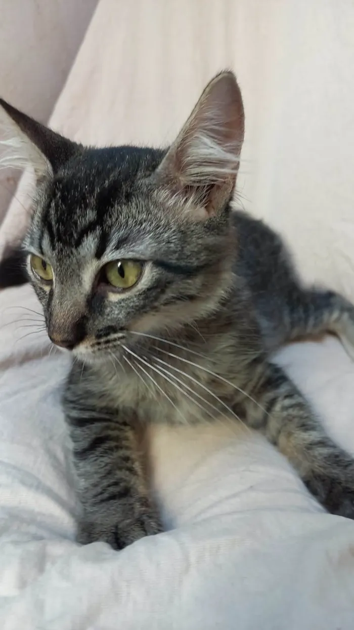 Gato ra a SRD-ViraLata idade 2 a 6 meses nome Xuxu