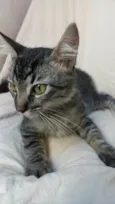 Xuxu